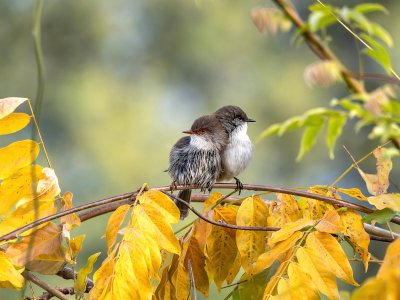 two wrens wisteria.jpeg