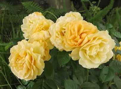 ylwroses6.7.23.jpg