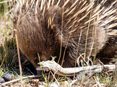 echidna gowrie pk 02.jpeg