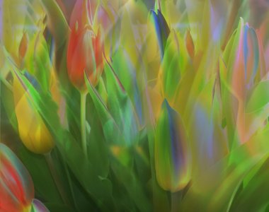 tullips-2-comp.jpg