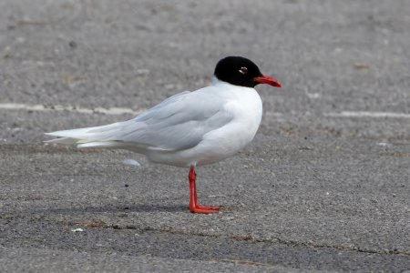 Mediterranean Gull.jpg