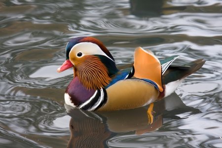 Mandarin Duck.jpg