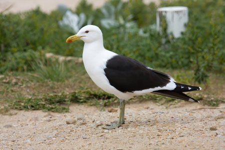 Kelp Gull.jpg