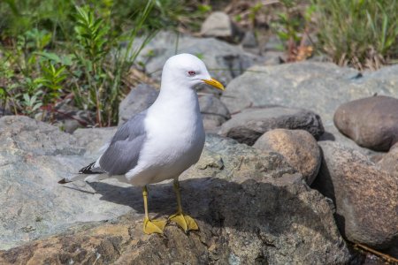 Short-billed Gull-47130190529.jpg