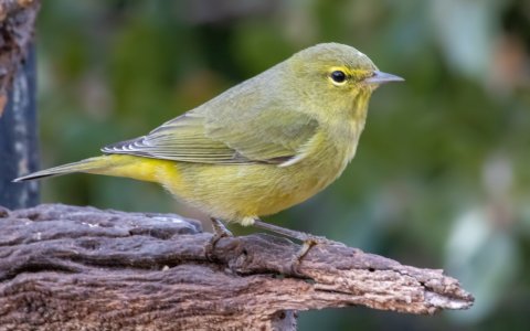 3153 Ash Canyon, AZ-Orange-crowned Warbler.jpg