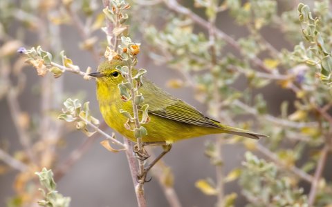 3460 Ash Canyon, AZ-Orange-crowned Warbler.jpg