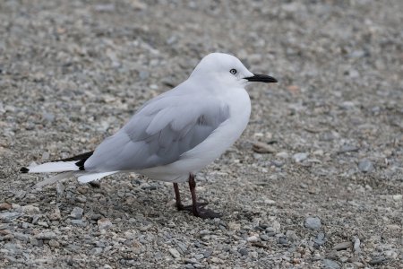 Black-billed Gull-DeNoiseAI-clear.jpg