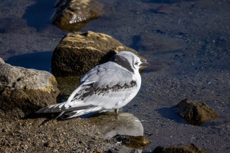 kittiwake-231222-2.jpg