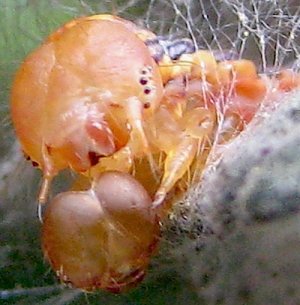 HeadMolt11:3c.jpg
