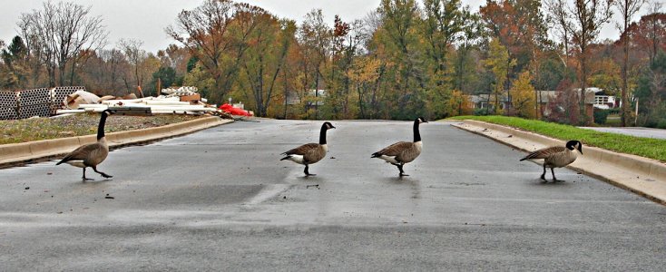 Abbey Road.jpg