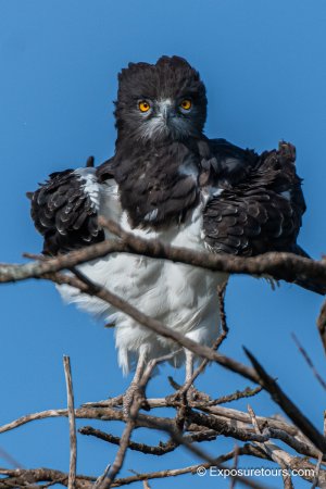 augur buzzard front exposuretours.jpg