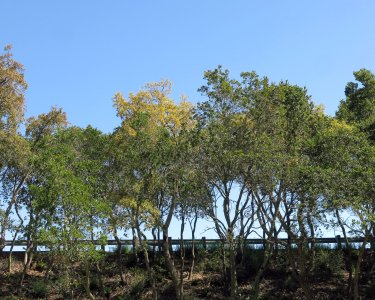 trees24side4.28.25.jpg