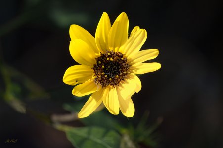 S20250312 Flower-1.jpg