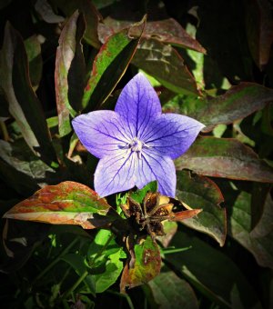 BalloonFlower092825_SVGflwr092x.JPG