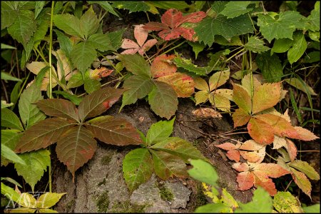 56617_fall.jpg