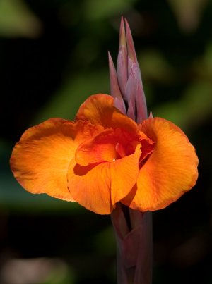 11-14-2010 Botanical Garden 03.jpg