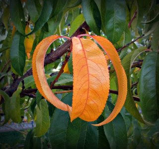 PeachTreeLeaves_Fall_SVGpt010xTG.JPG