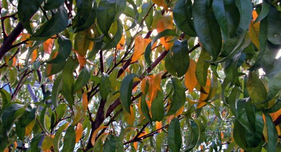 PeachTreeLeaves_Fall_SVGpt012x.JPG