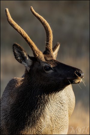 59398_Rocky Mountain Elk Portrait.jpg