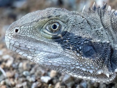 R5m2 R5M24684 Crop 1600 FR.jpg