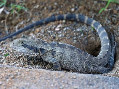 R5m2 R5M24684 Crop 1600.jpg