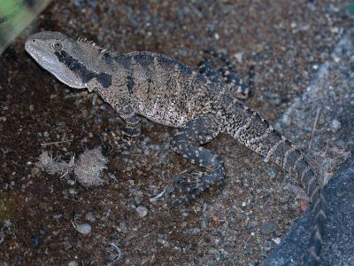 R1 IMG_1282 Crop 1600.jpg