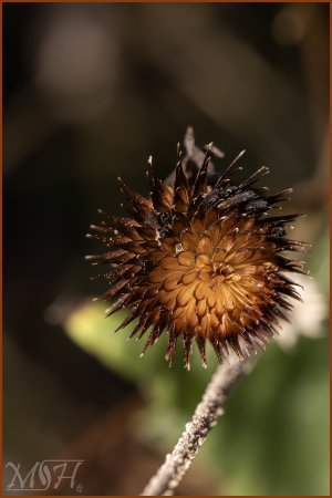 59912_Dry Flower Burst.jpg 59912_Dry Flower Burst.jpg