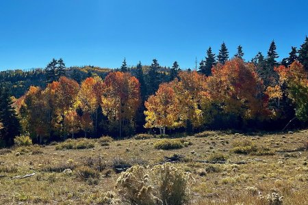 IMG_6522 (1).jpg IMG_6522 (1).jpg