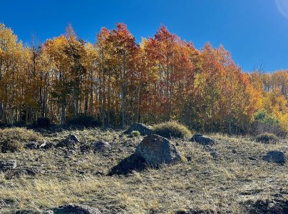 IMG_6526 (1).jpg IMG_6526 (1).jpg