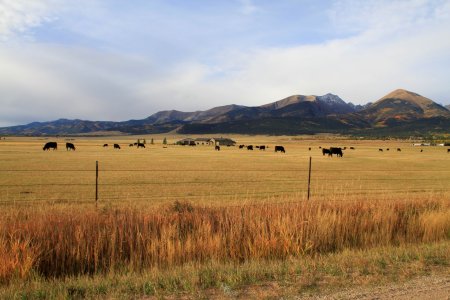 9256 - cattle in rockies - 9-25   pg 2.JPG
