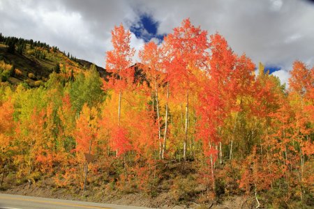 _MG_9285 Aspens on fire resized 1.JPG _MG_9285 Aspens on fire resized 1.JPG