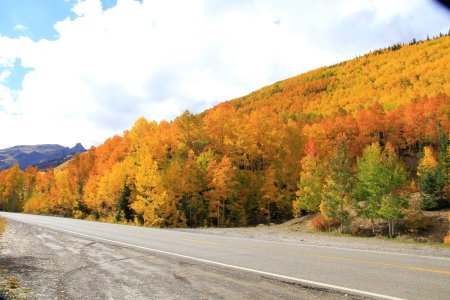 _MG_9277 Golden roadside resized.JPG _MG_9277 Golden roadside resized.JPG