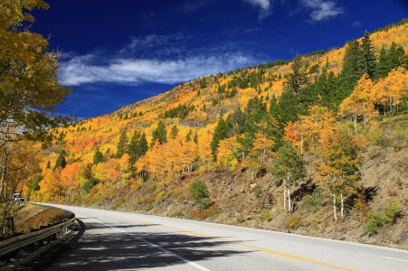 _MG_9269 - Aspens on mountainside - 1.JPG _MG_9269 - Aspens on mountainside - 1.JPG
