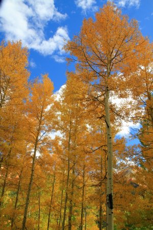 _MG_9289 Vertical aspens resized.JPG _MG_9289 Vertical aspens resized.JPG