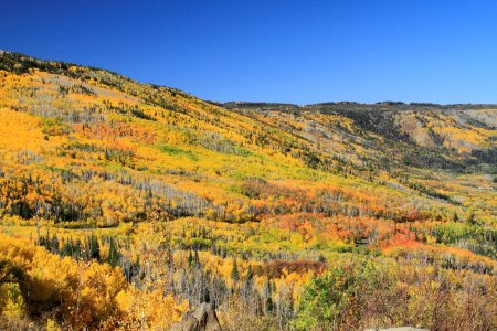 _MG_9475 Mountainsides of golden aspens resized.JPG _MG_9475 Mountainsides of golden aspens resized.JPG
