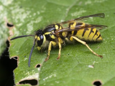 R7_F1187 Yellow Jacket.jpg