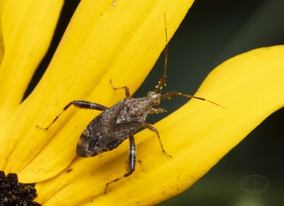 R7_F0682 Clouded Plant Bug.jpg