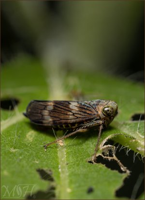 56216_Coppery Leafhopper.jpg