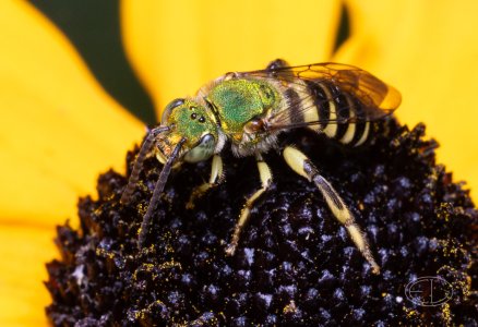 R7_F0528 Metallic Green Sweat Bee.jpg