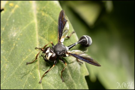 8025_Thick Headed Fly.jpg