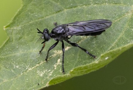 R7_E6298 Robber Fly, maybe Laphria sp.jpg