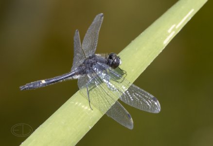 R7_E5941 Dragonfly.jpg