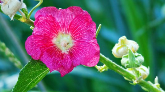 1725 Malheur NWR, OR.jpg