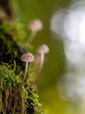 Oct 30-24 (11 of 13).JPG