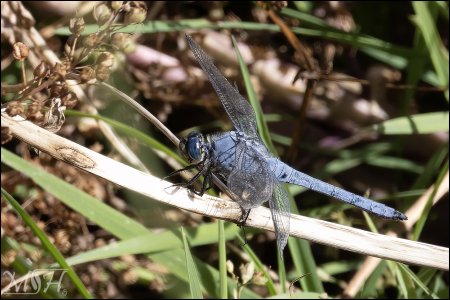 56939_Slender Blue Skimmer Dragonfly.jpg