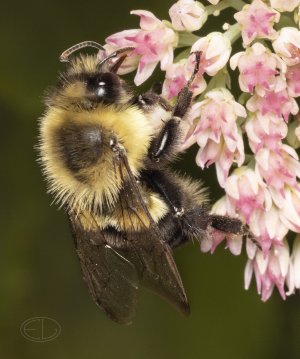 R5_D2028 Bumblebee.jpg