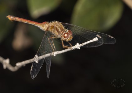 R5_D2052 Dragonfly.jpg