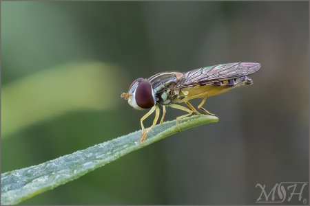 7436_Hover Fly.jpg