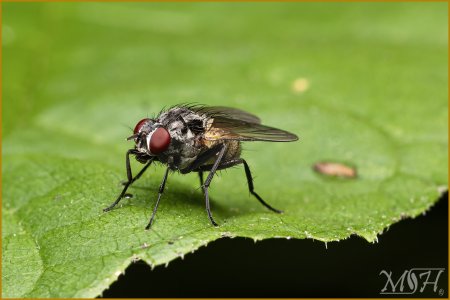 56446_Common fly.jpg