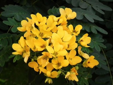 12-17-11 Botanical Garden 19.jpg